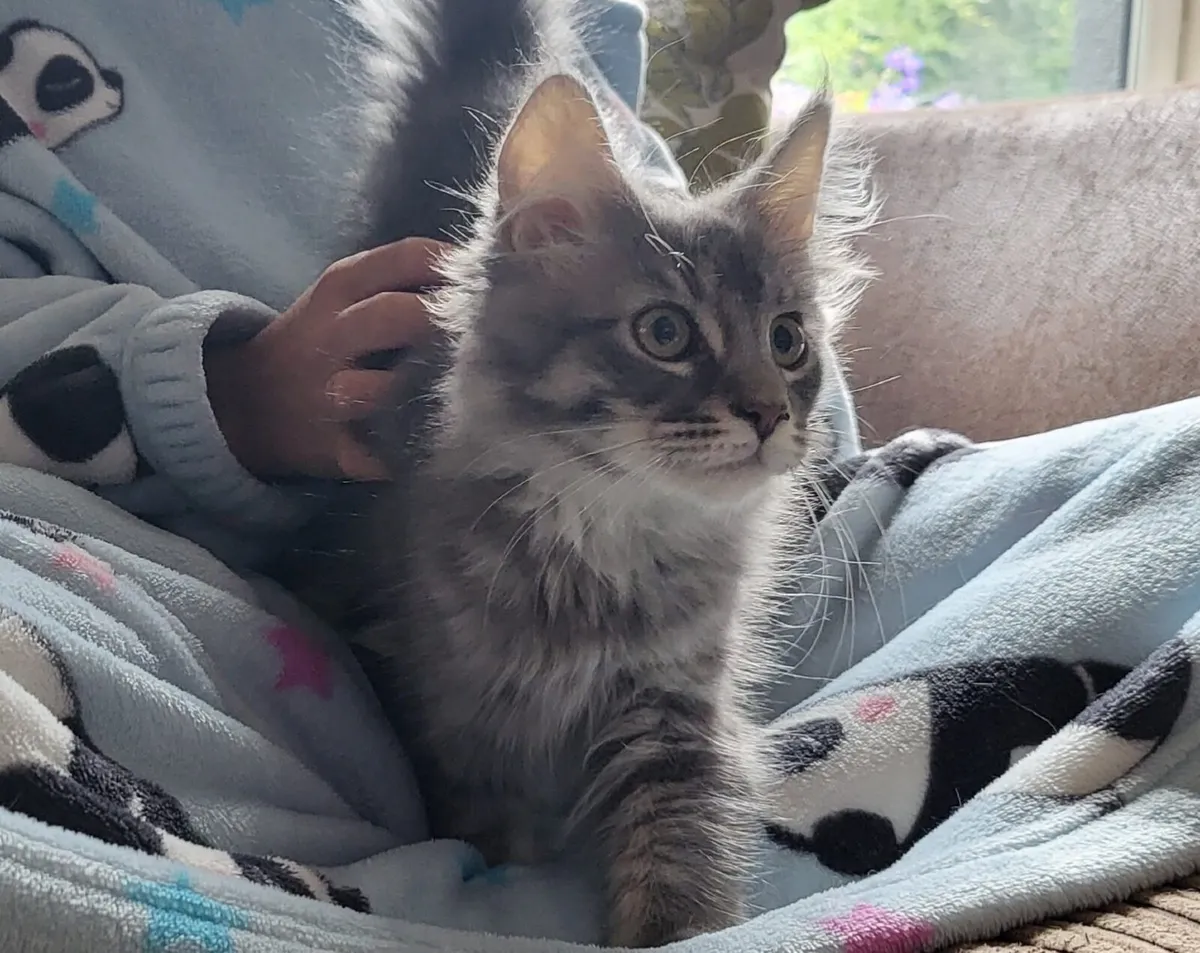 Big Maine Coon kitten - Image 1