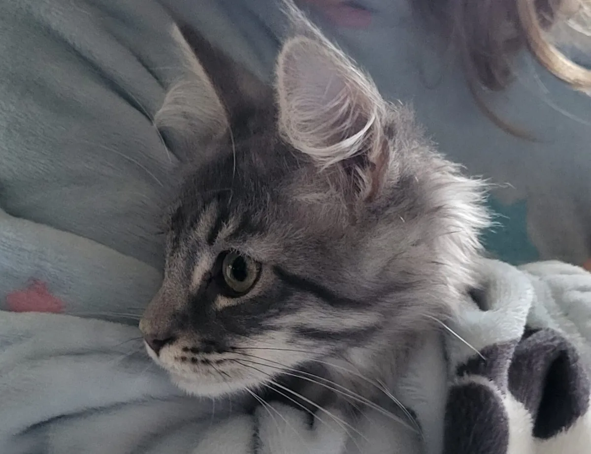 Big Maine Coon kitten - Image 3