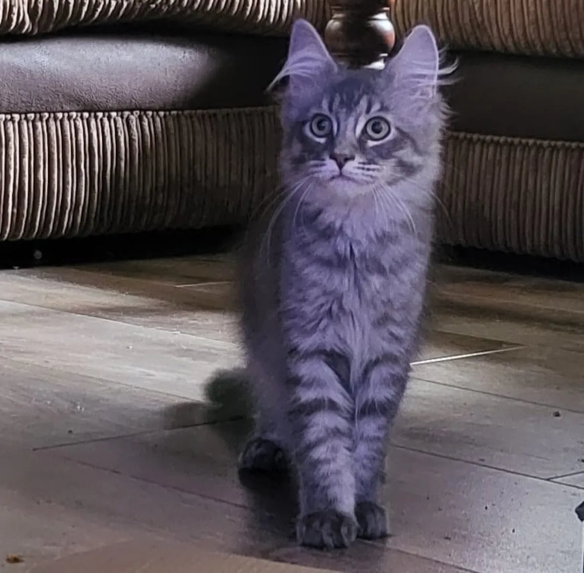 Big Maine Coon kitten - Image 4