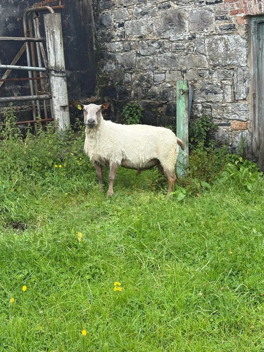 Charollais rams - Image 1
