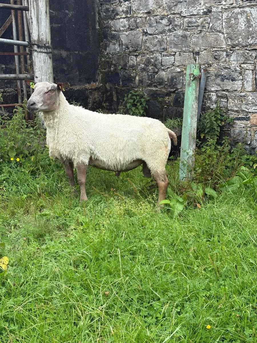 Charollais rams - Image 2