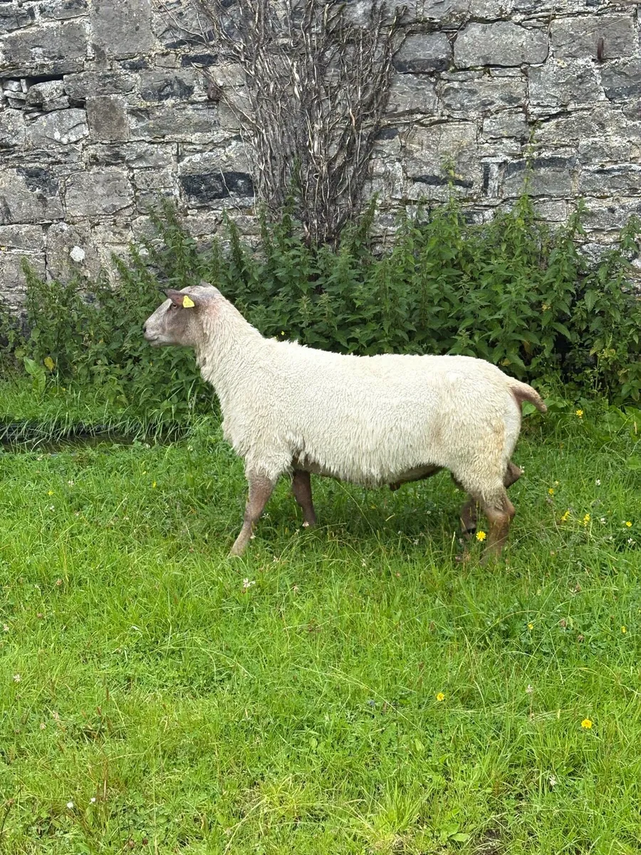 Charollais rams - Image 3