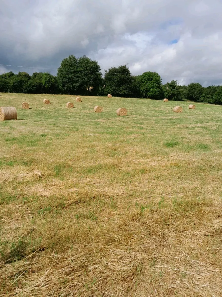 Hay for sale - Image 1