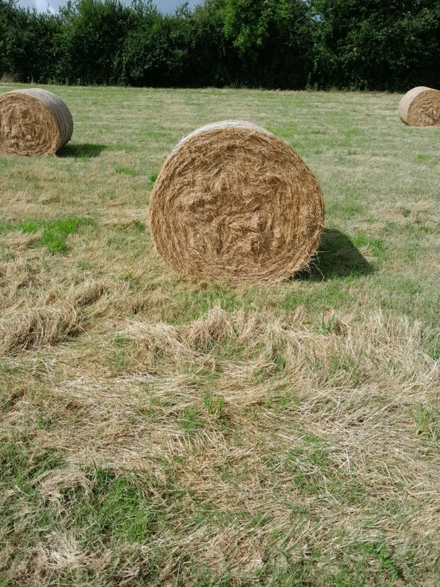 Hay for sale - Image 2