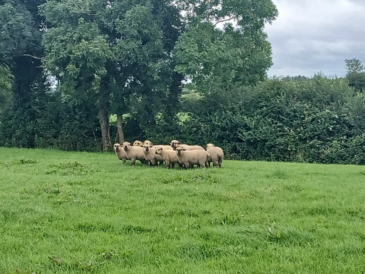 Hampshire Down Ram and ewe lambs - Image 1