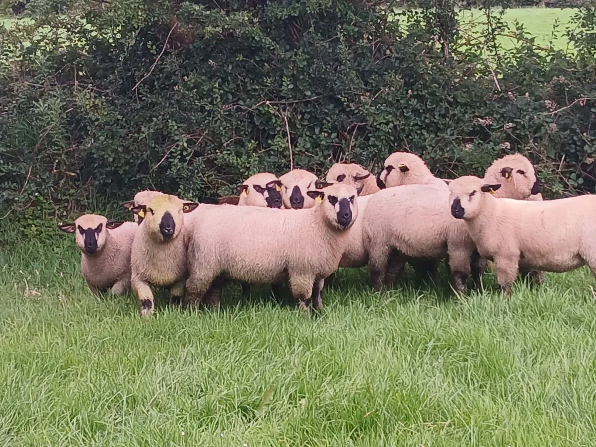 Hampshire Down Ram and ewe lambs - Image 2