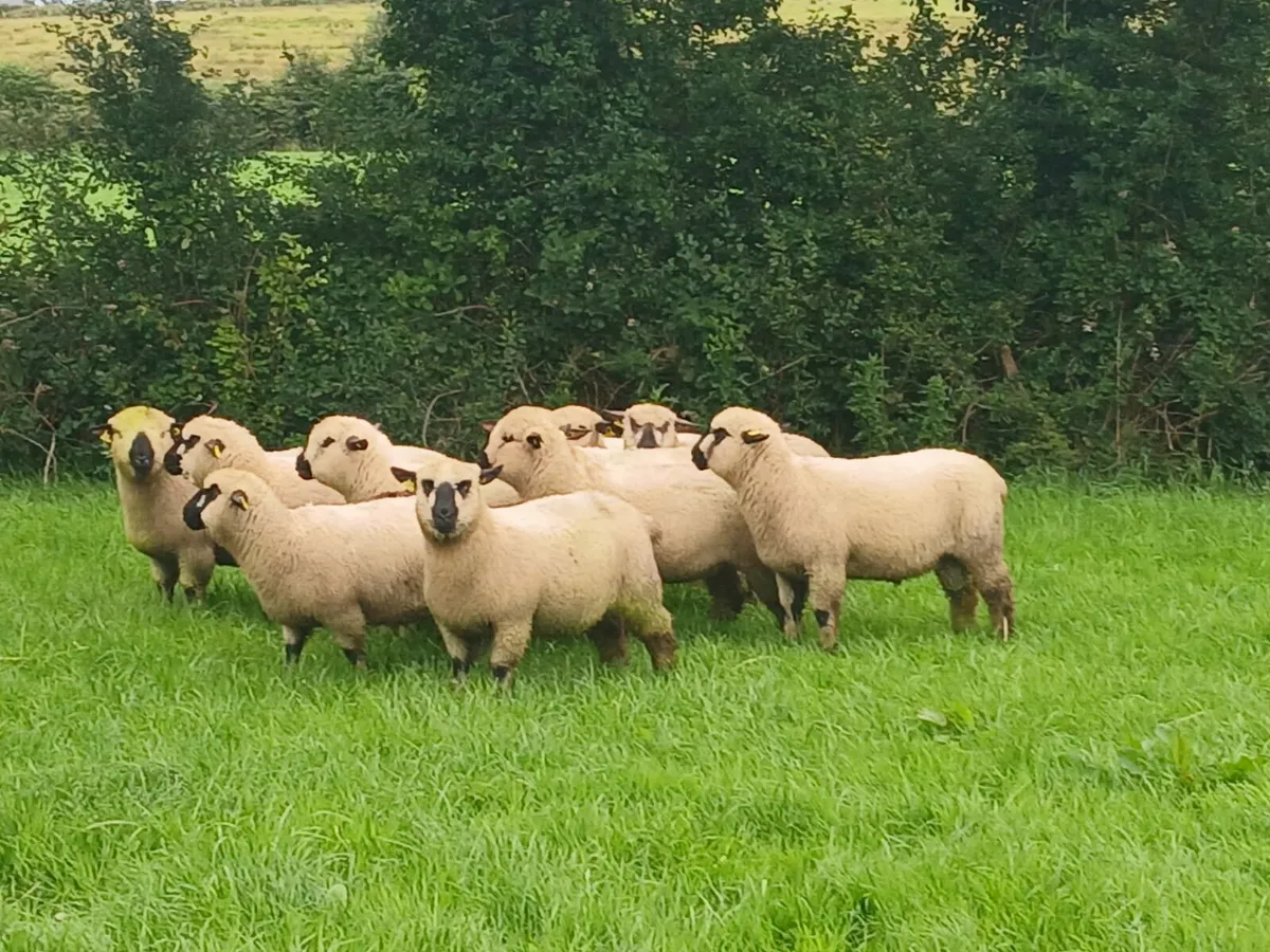 Hampshire Down Ram and ewe lambs - Image 3