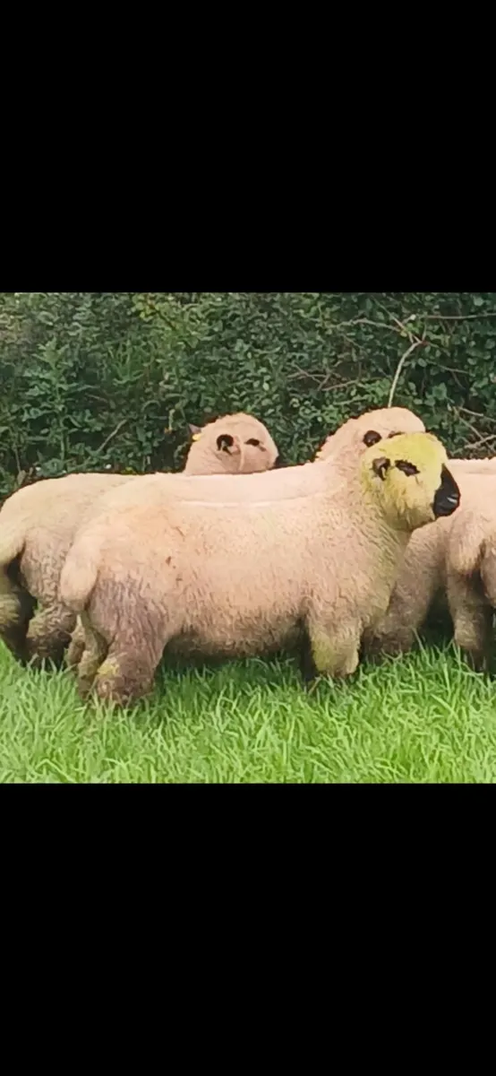 Hampshire Down Ram and ewe lambs - Image 4