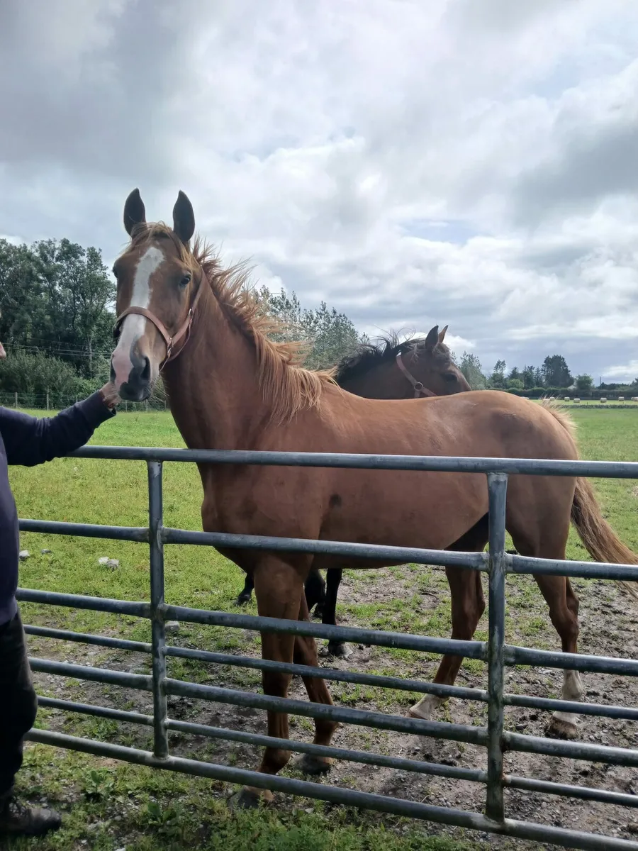 KEW GARDENS 3YO GELDING - Image 2