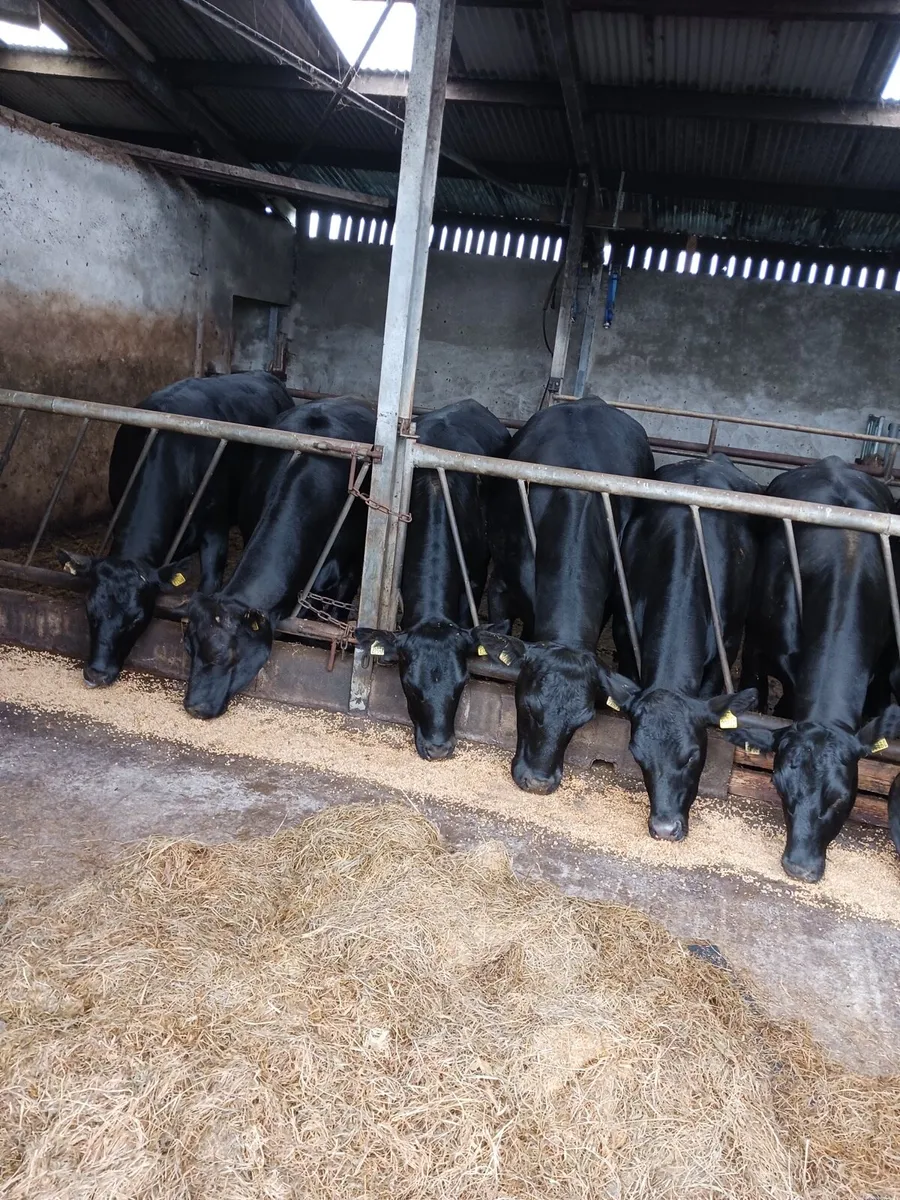 Angus Heifers - Image 2