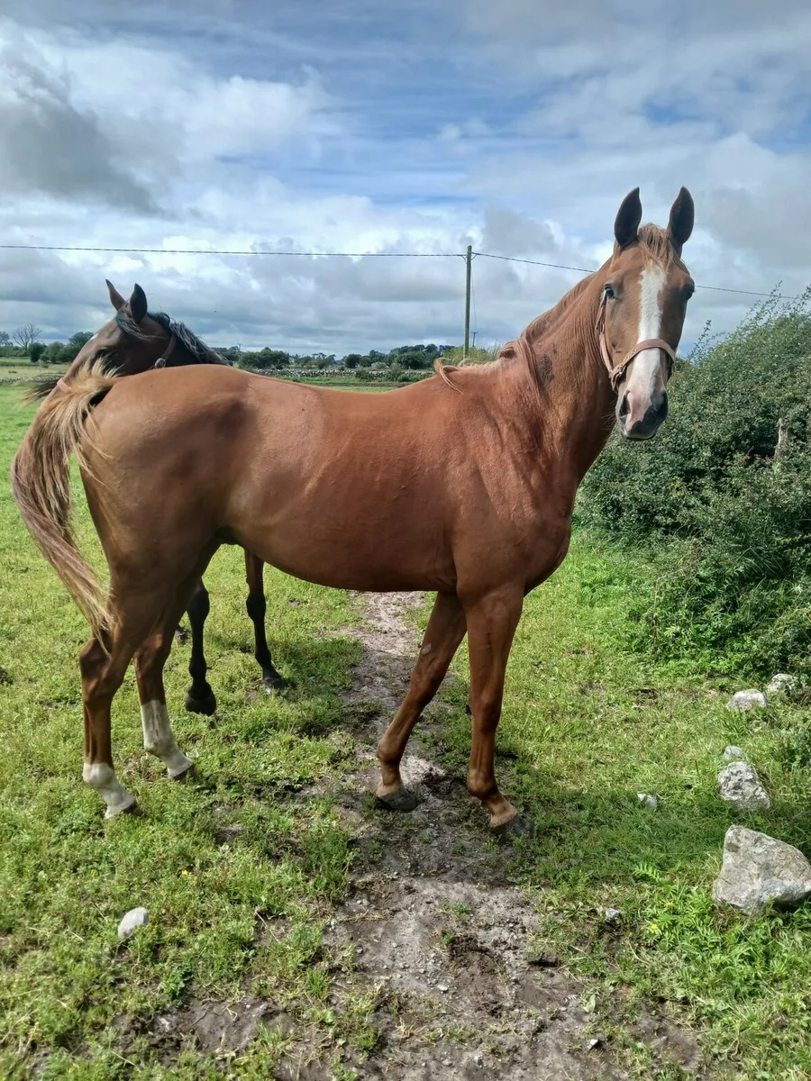 KEW GARDENS 3YO GELDING - Image 4