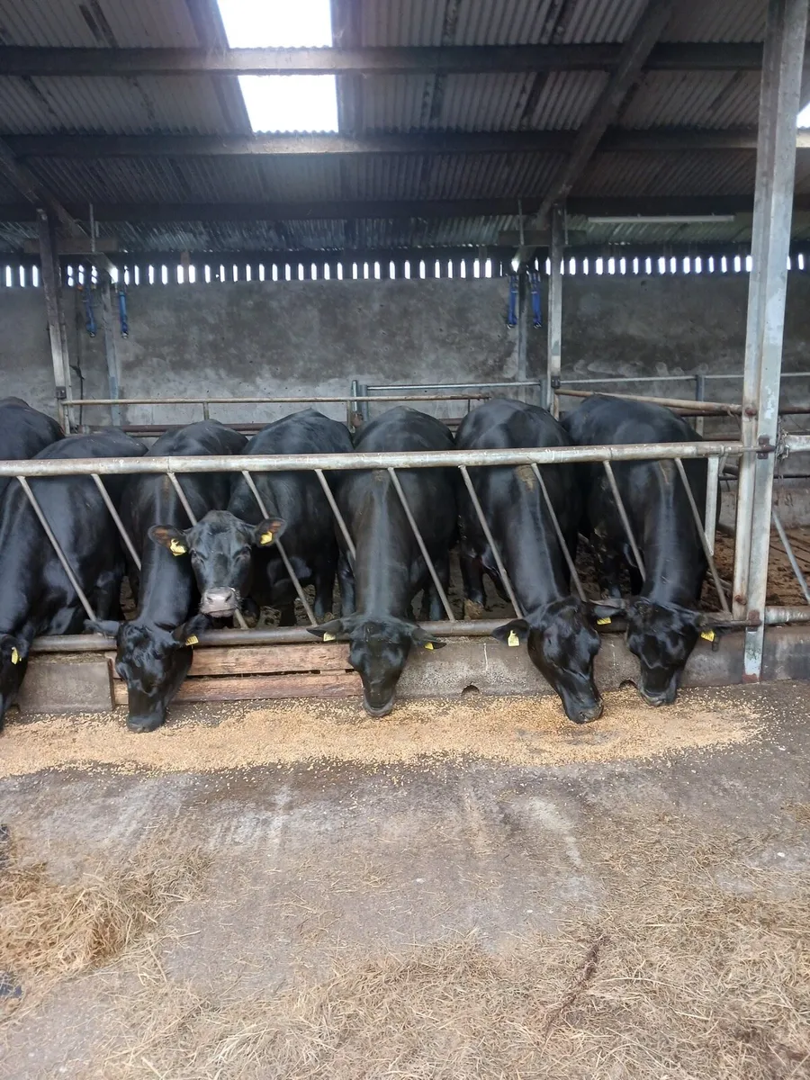 Angus Heifers - Image 1