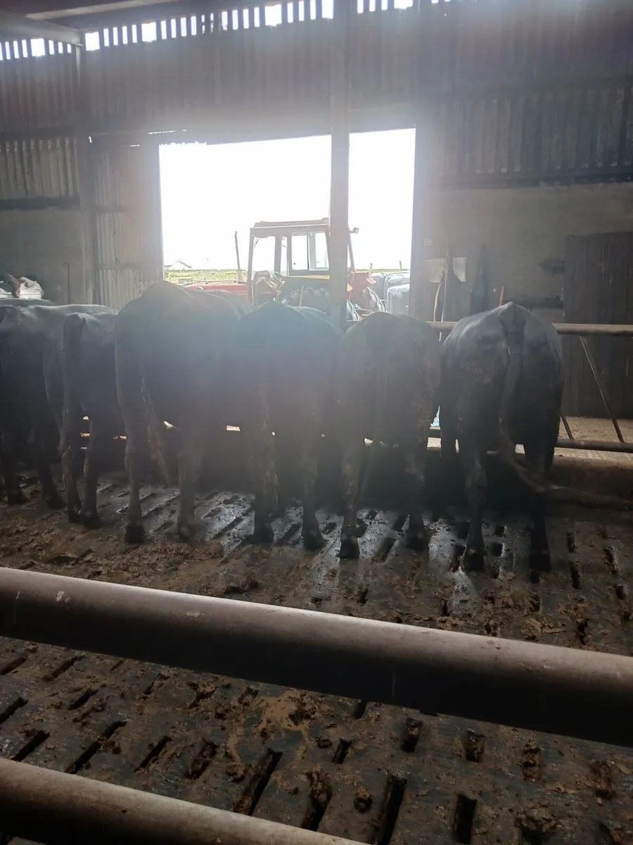 Angus Heifers - Image 3