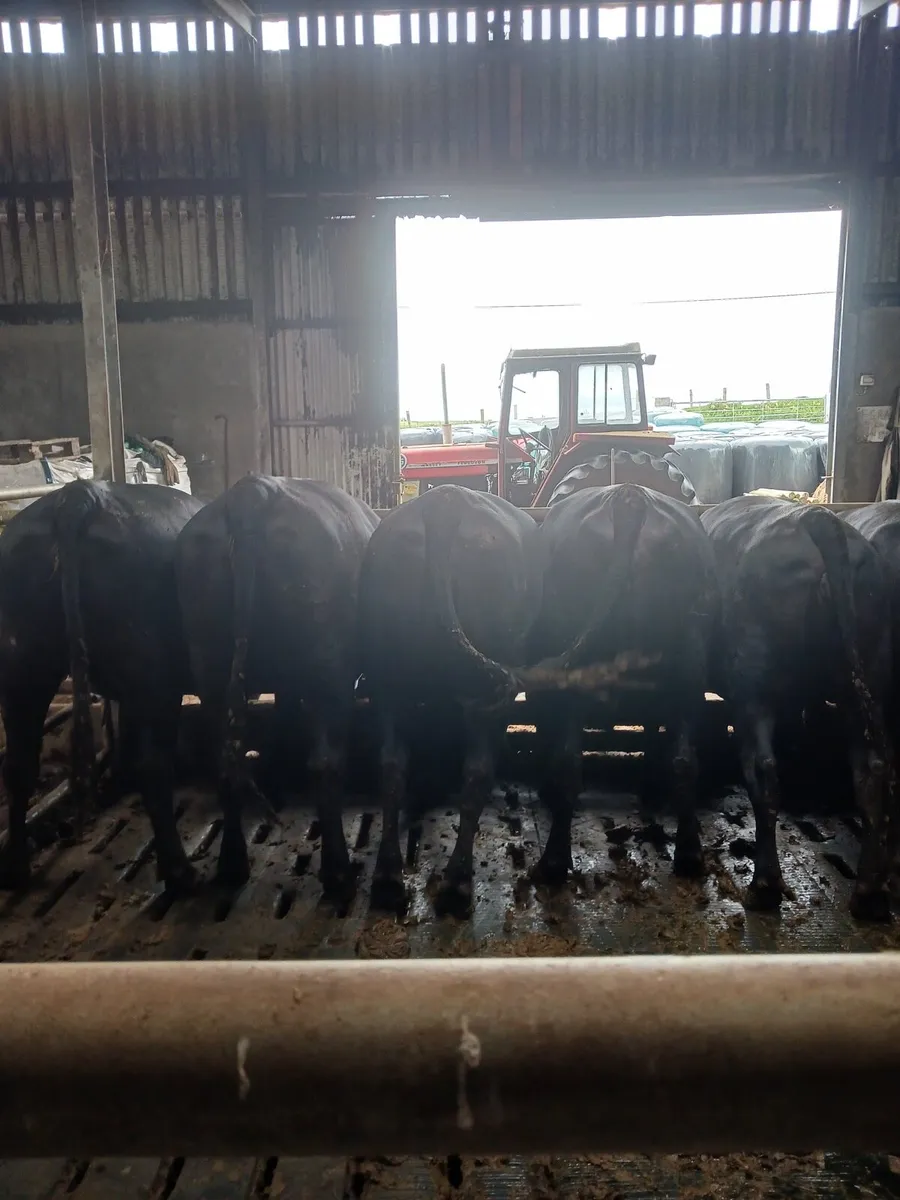 Angus Heifers - Image 4