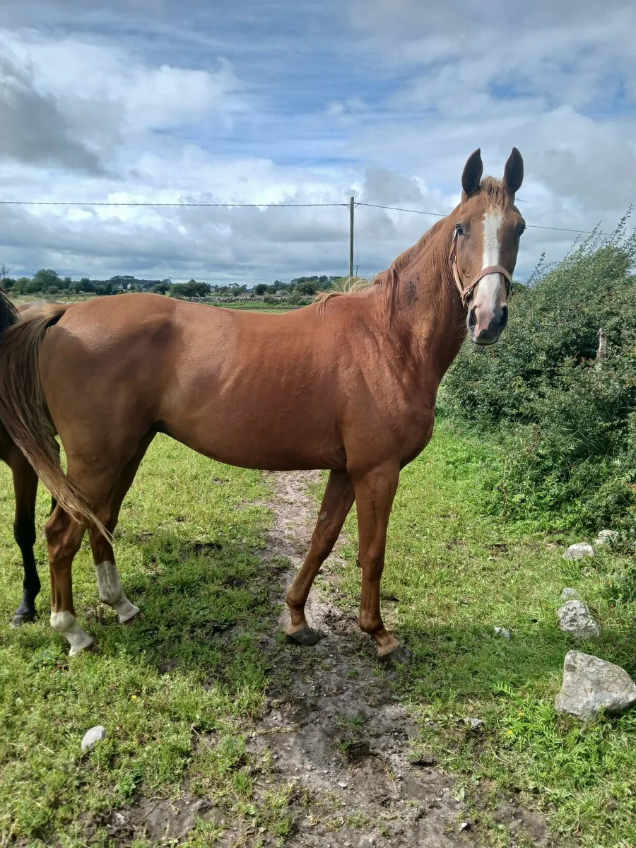 KEW GARDENS 3YO GELDING - Image 1