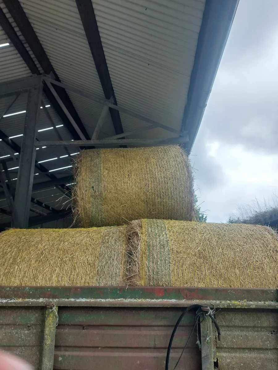 Hay