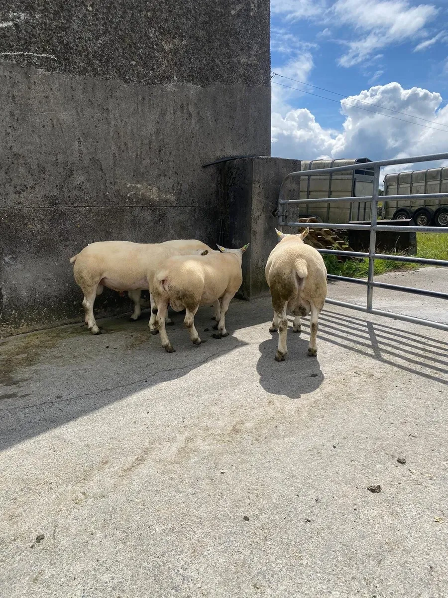 4 Pedigree Shearling Texel Registered Rams - Image 2