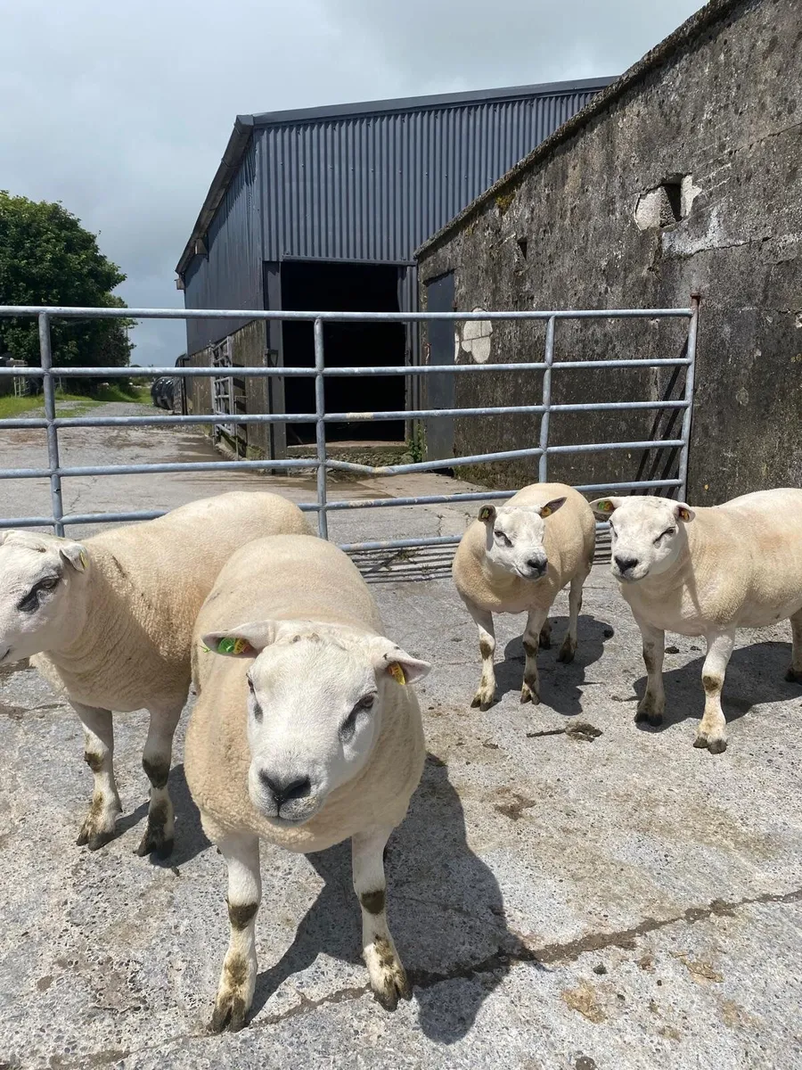 4 Pedigree Shearling Texel Registered Rams - Image 3