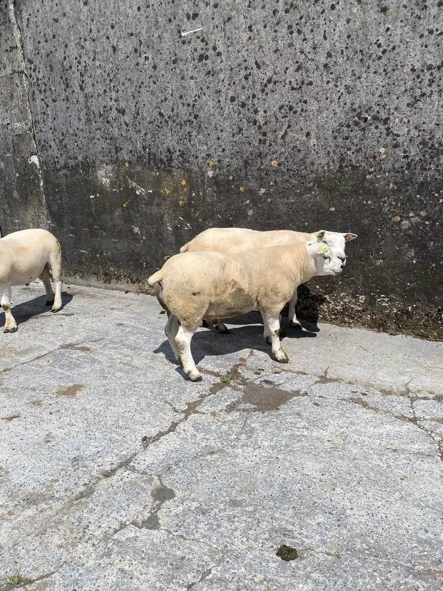 4 Pedigree Shearling Texel Registered Rams - Image 4