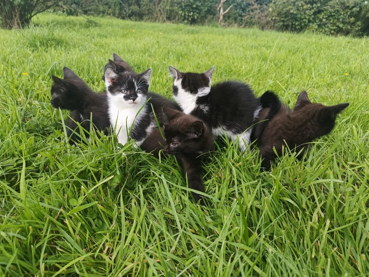 Beautiful kittens for sale - Image 1
