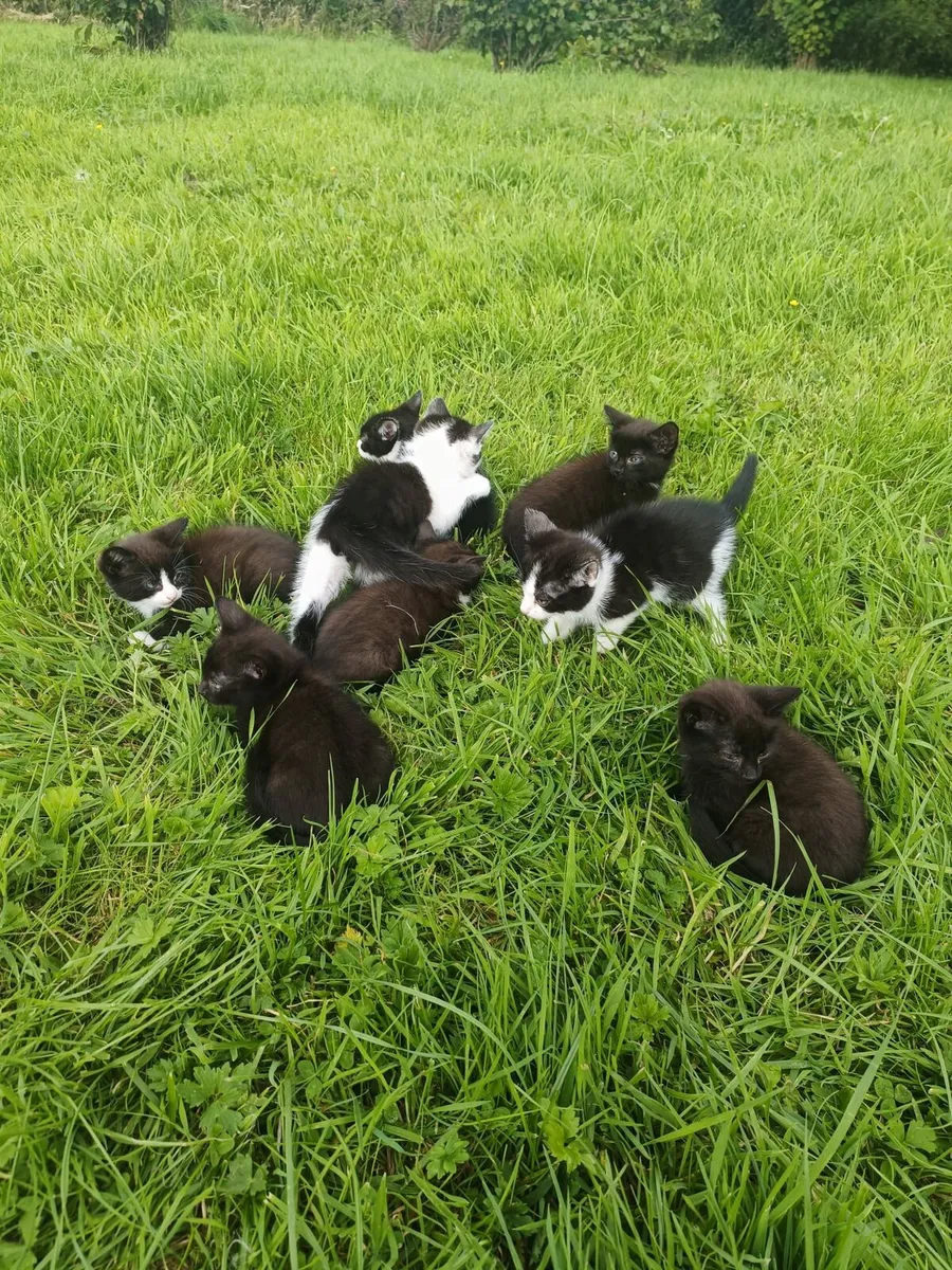 Beautiful kittens for sale - Image 2
