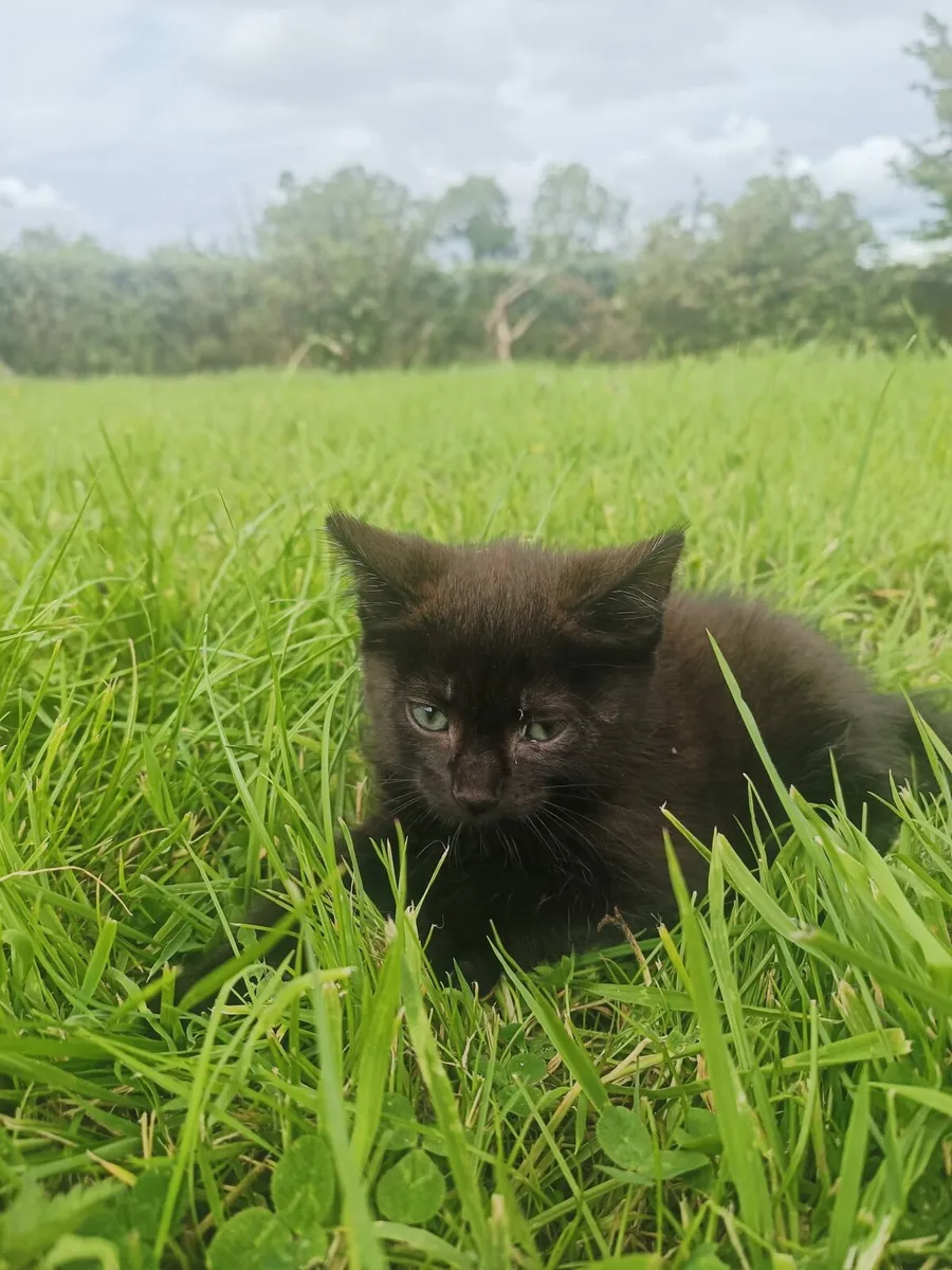 Beautiful kittens for sale - Image 3