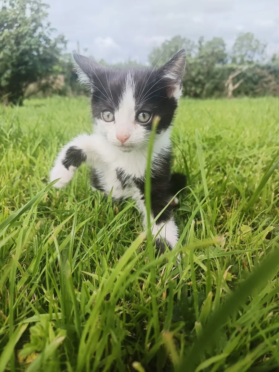 Beautiful kittens for sale - Image 4