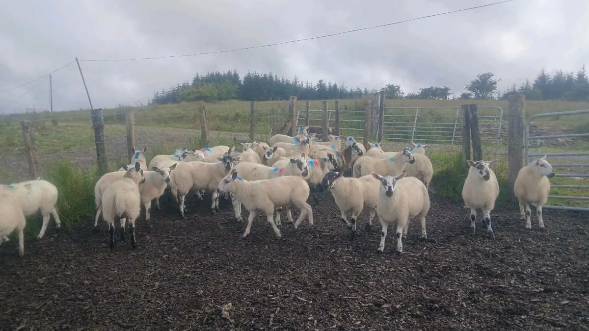 Organic  Ram lambs - Image 1