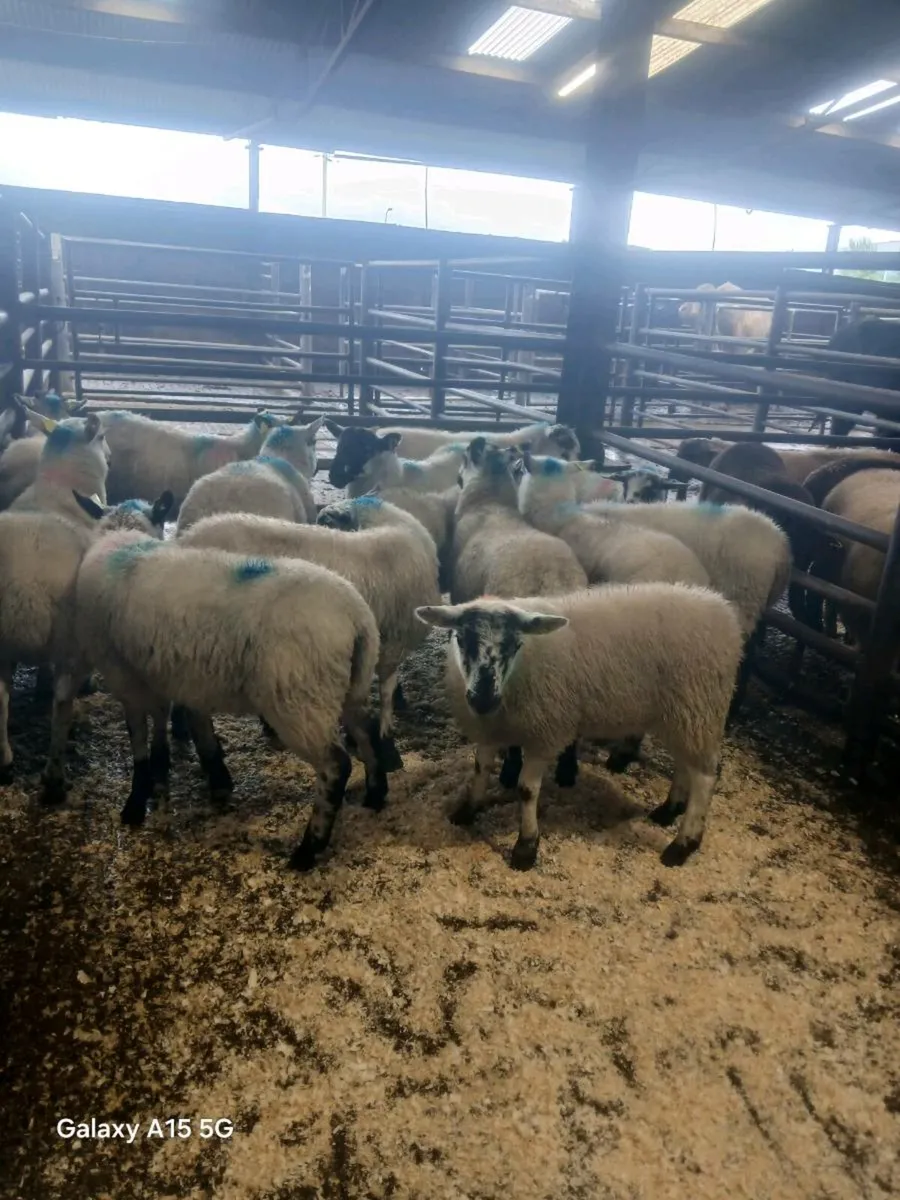 Organic  Ram lambs - Image 2