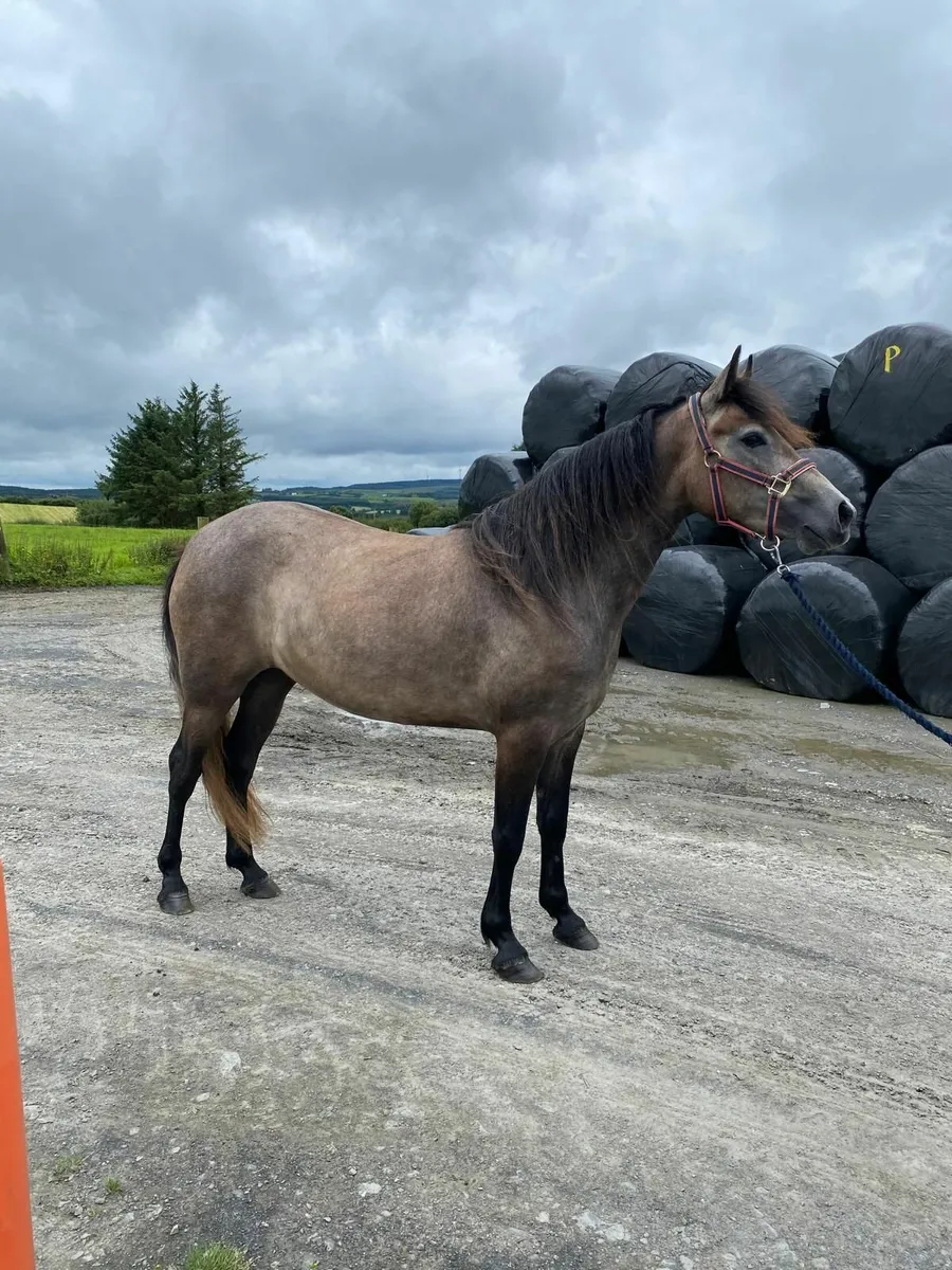3yr Old Filly - Image 3