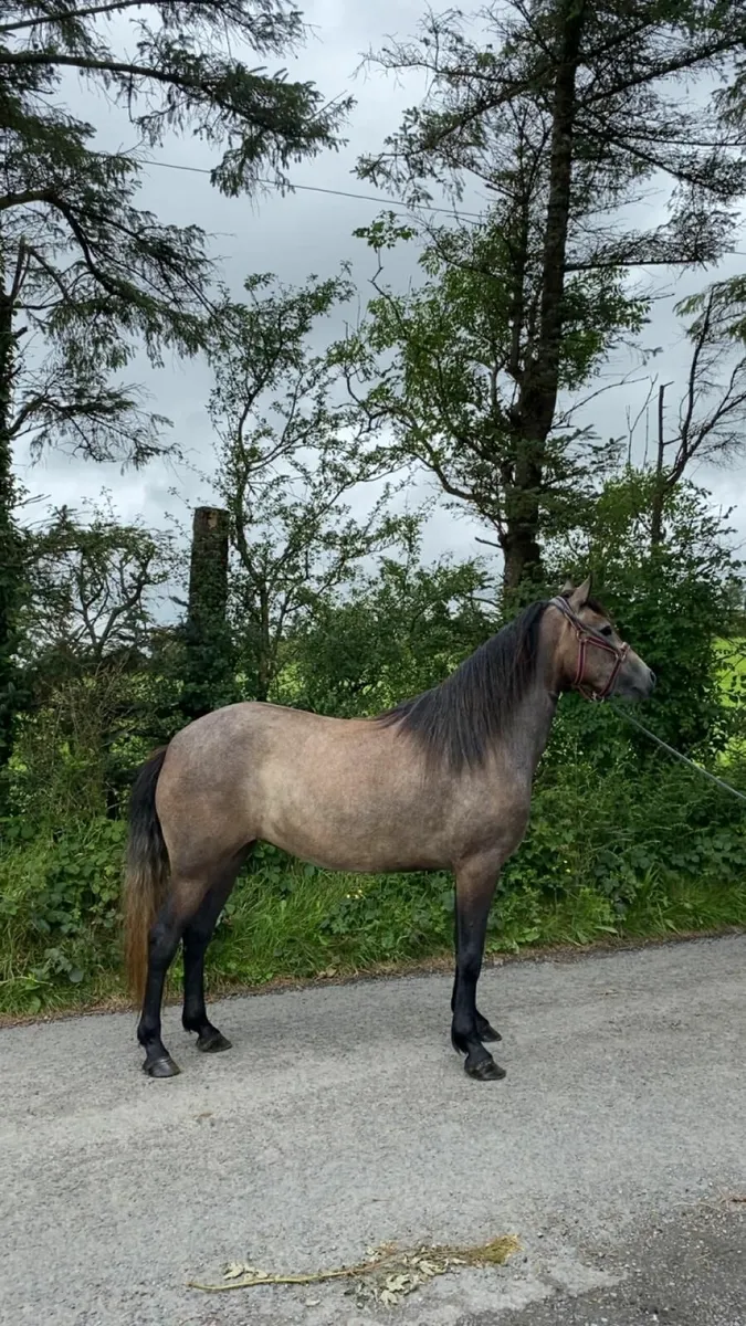 3yr Old Filly - Image 4