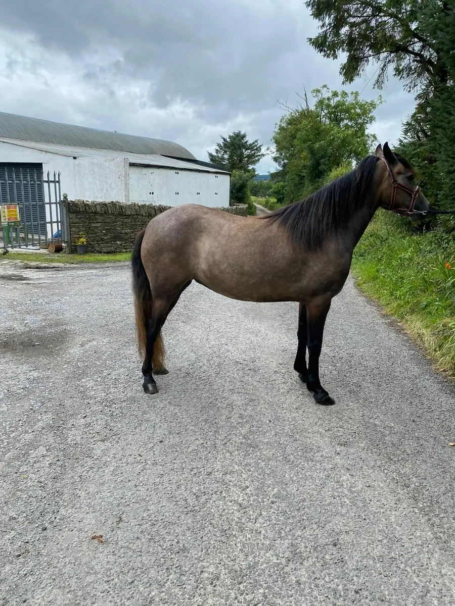 3yr Old Filly - Image 1