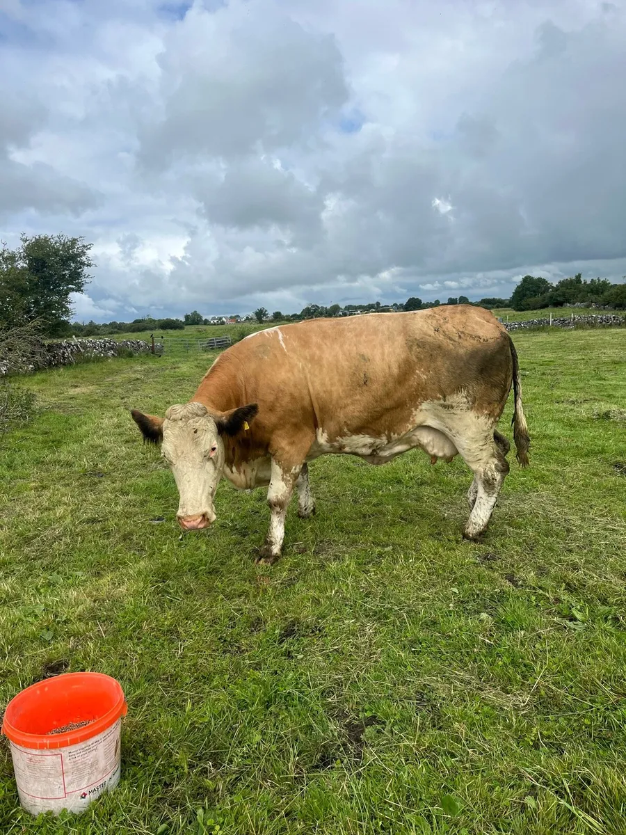 Imported simmental cull cow - Image 1