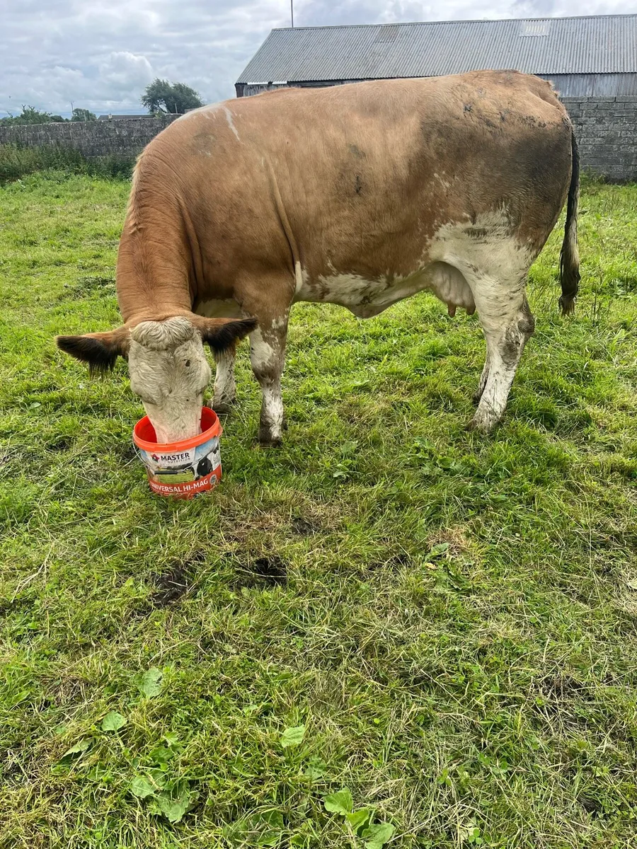 Imported simmental cull cow - Image 2