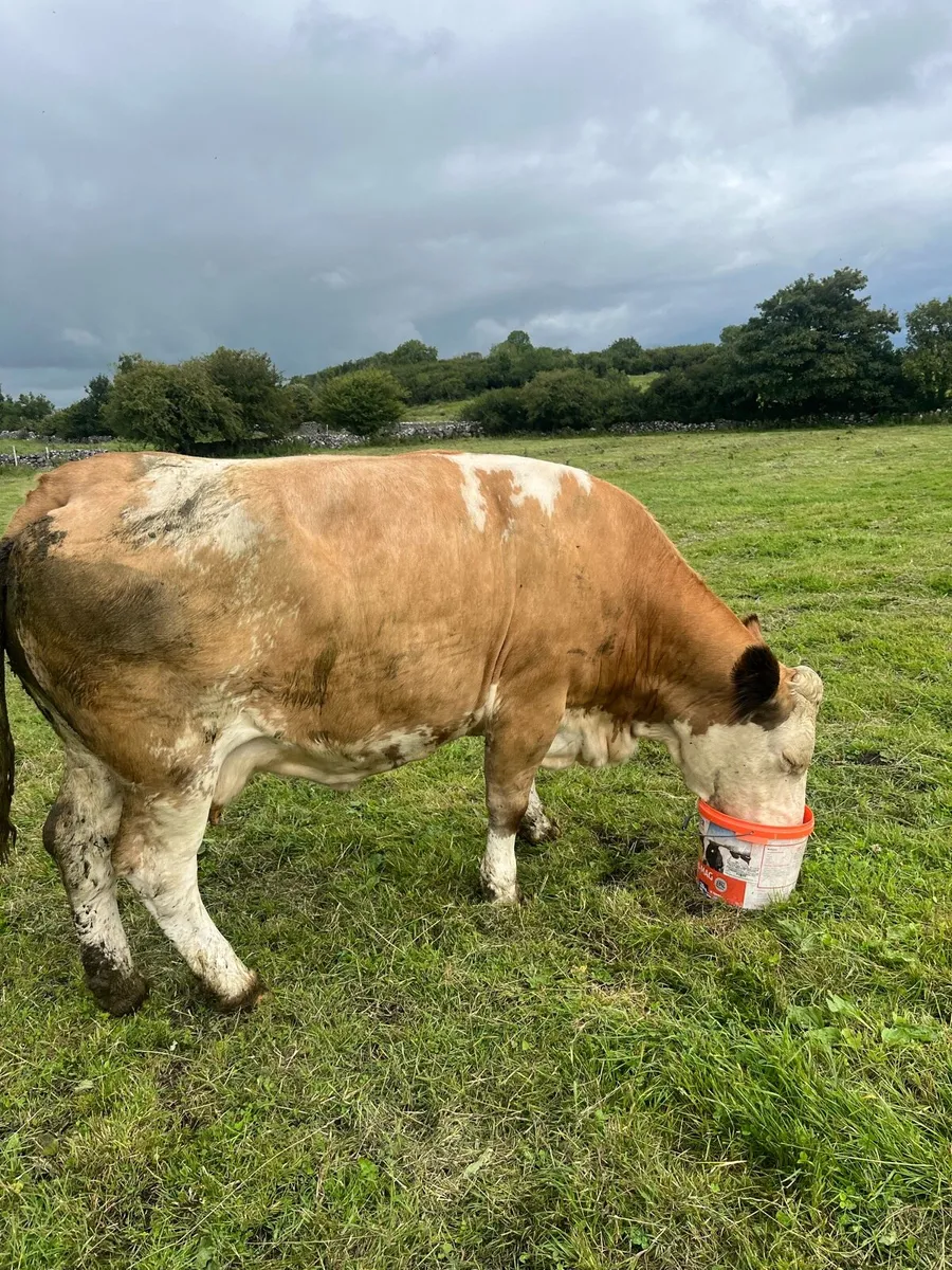 Imported simmental cull cow - Image 3