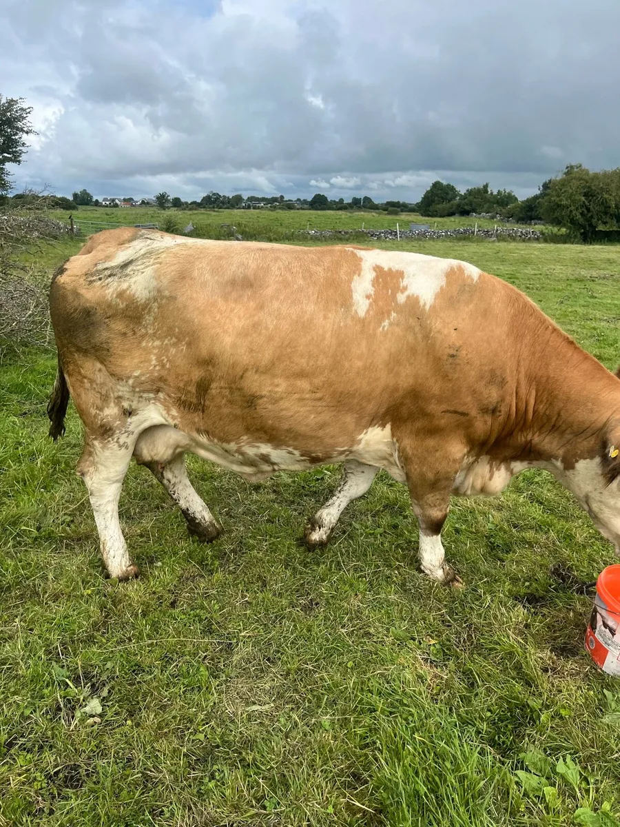 Imported simmental cull cow - Image 4