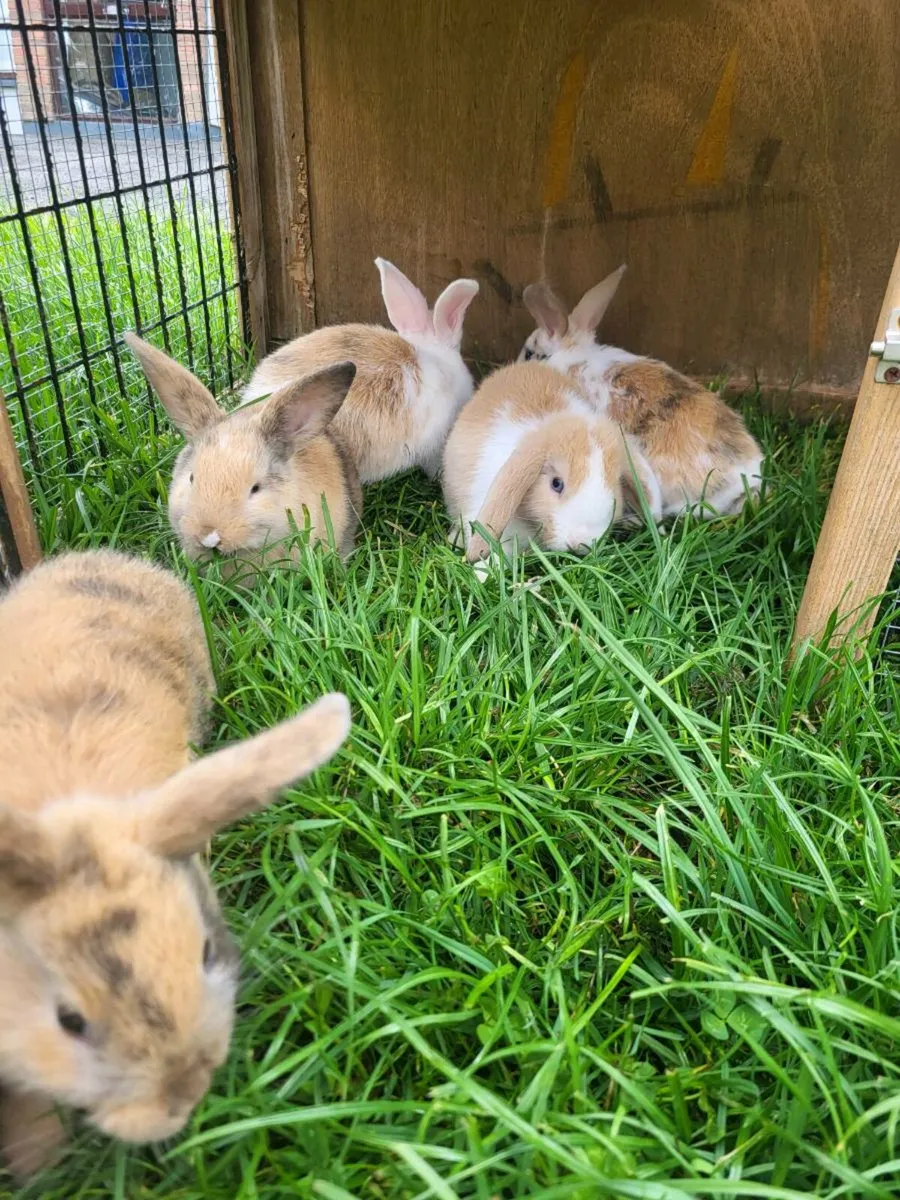 Mini Lops - Image 1