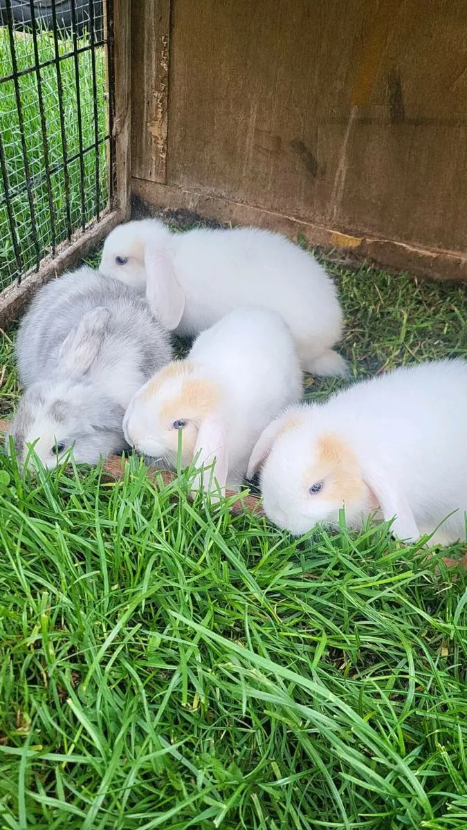 Mini Lops - Image 4