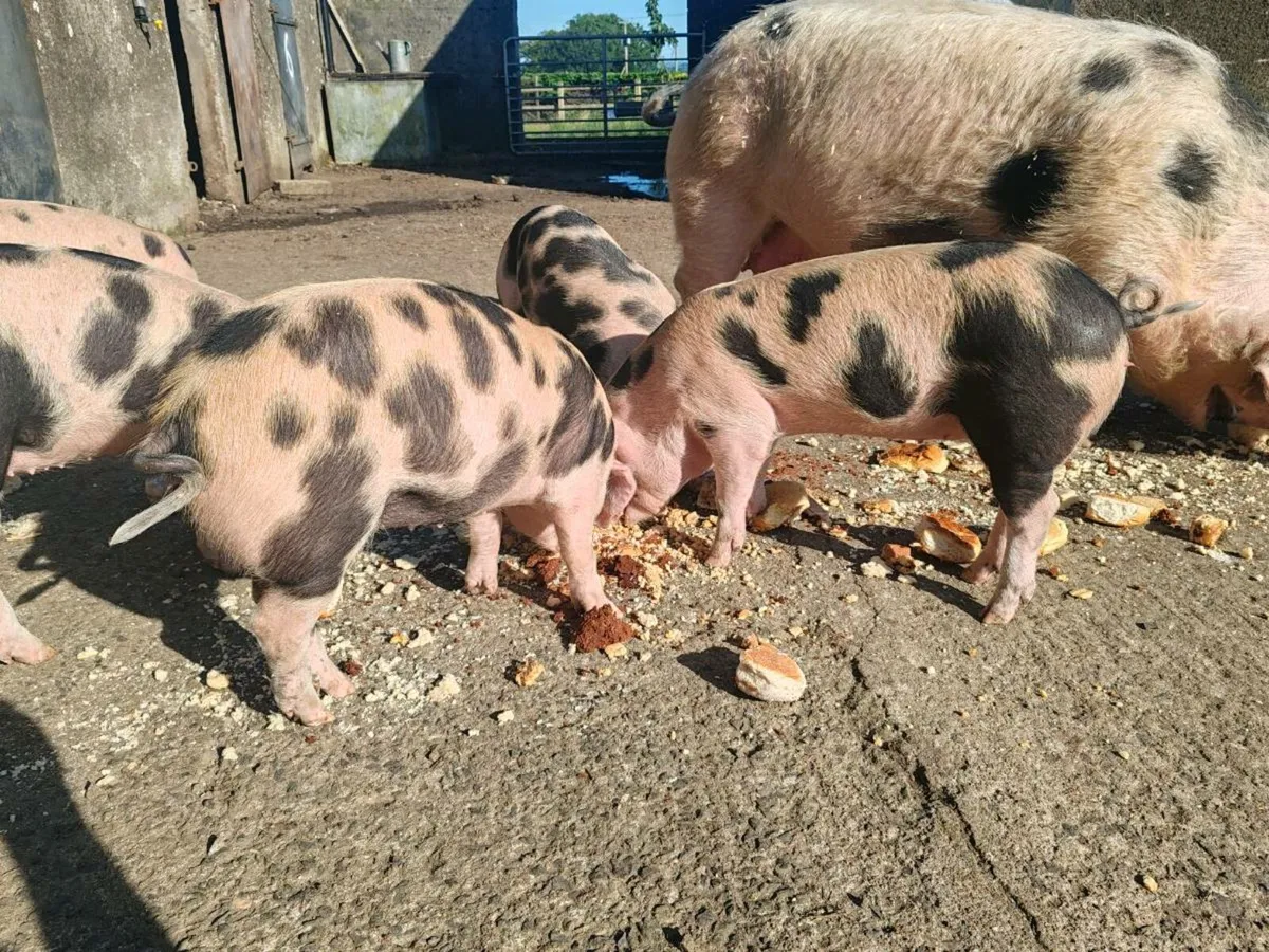 Gloucestershire Old Spot x OSB Weaners - Image 1