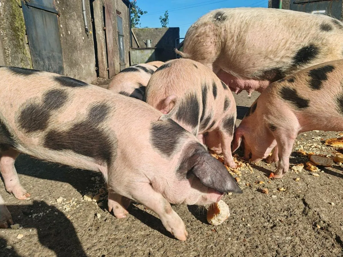Gloucestershire Old Spot x OSB Weaners - Image 2