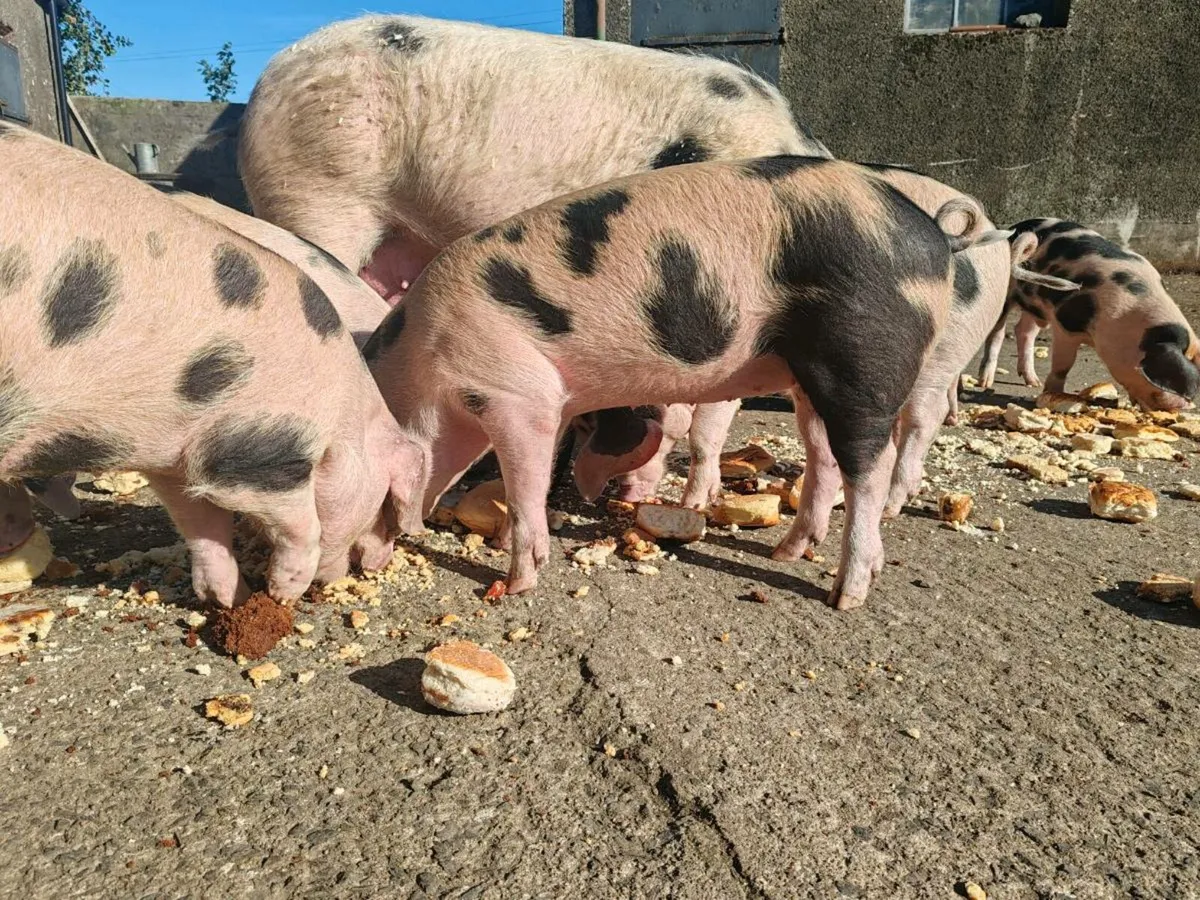 Gloucestershire Old Spot x OSB Weaners - Image 3