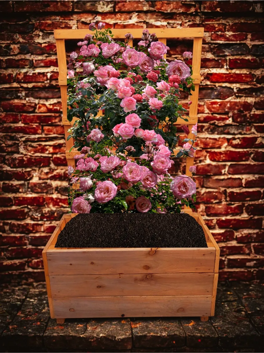 Rose Planter - Image 1