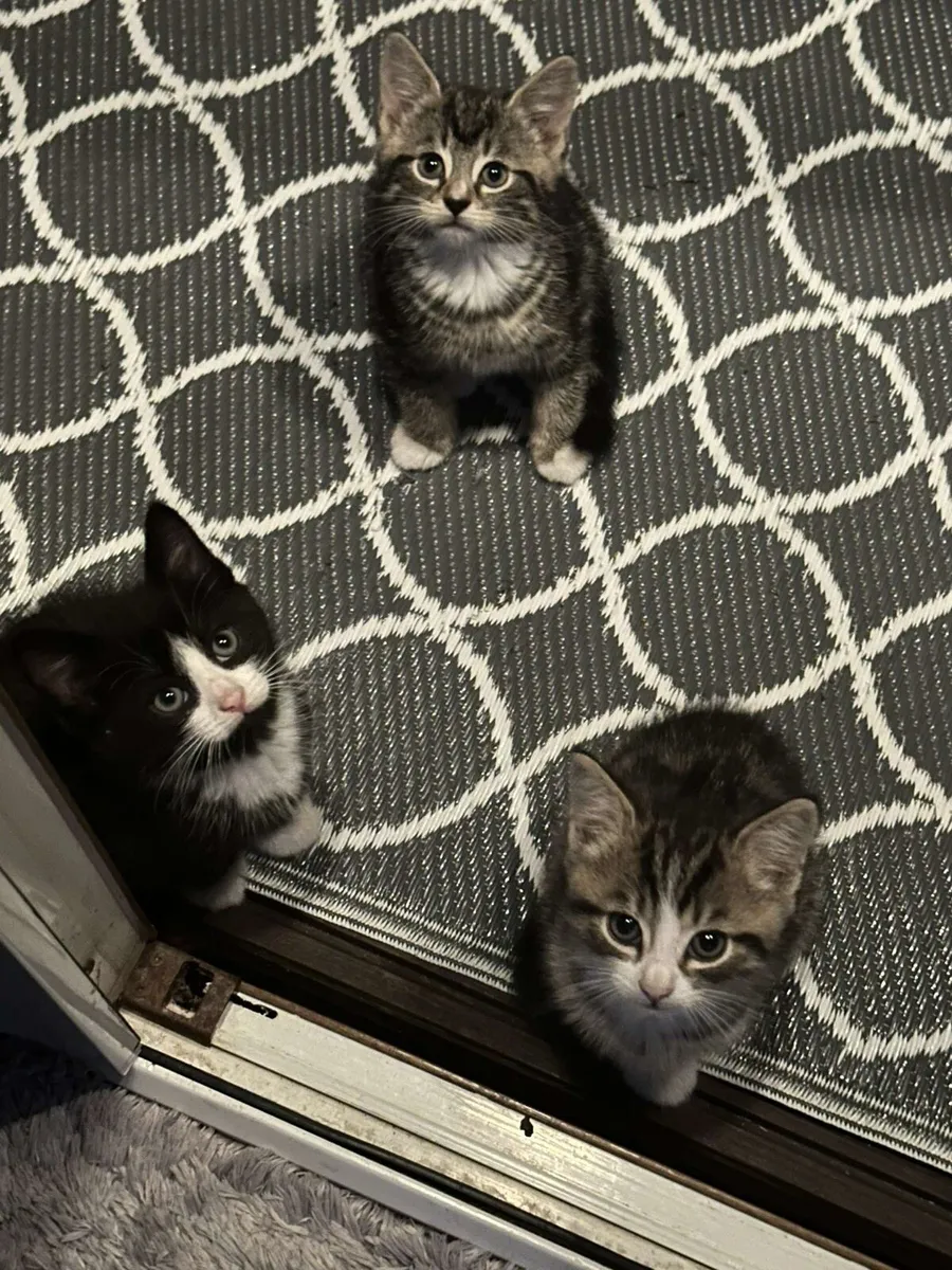 Kittens