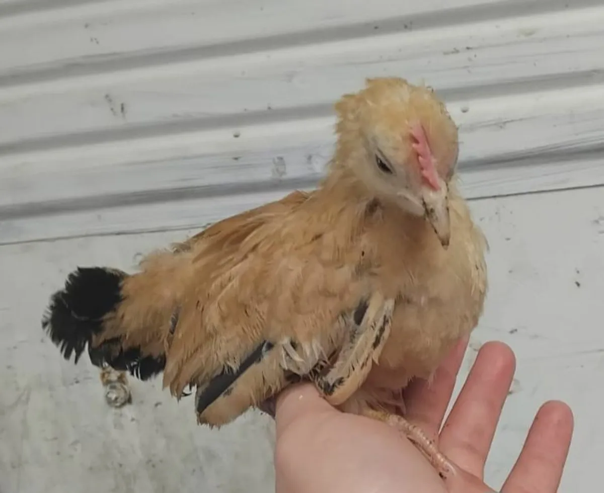 Poultry for Sale - Image 3