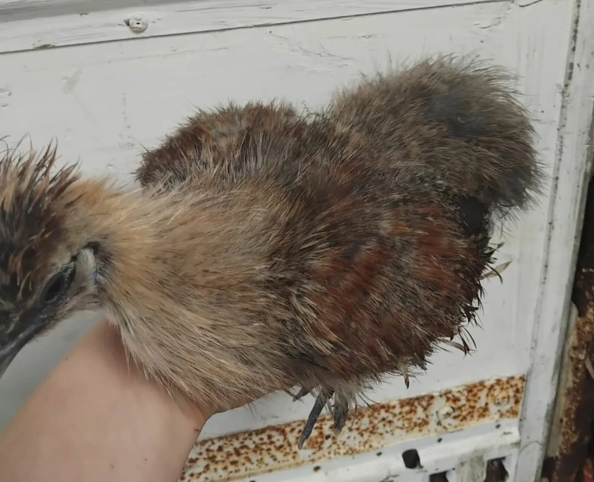 Poultry for Sale - Image 4