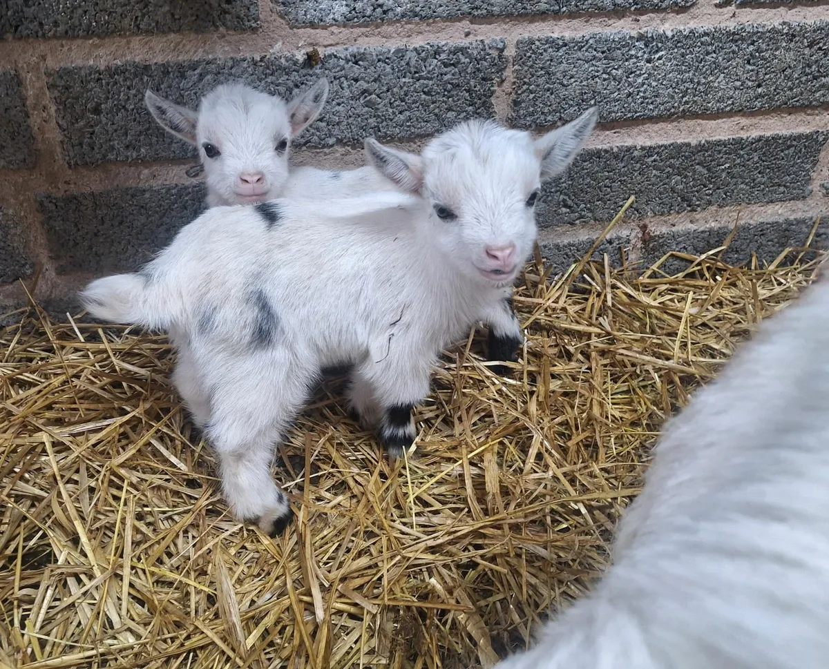 🌟  Pygmy Kids - Image 1