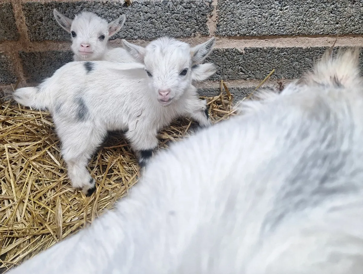 🌟  Pygmy Kids - Image 4