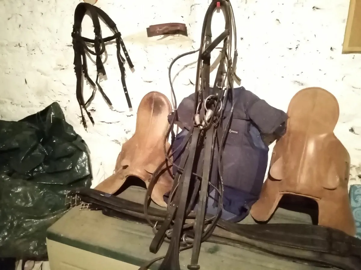 Horseracing tack - Image 1