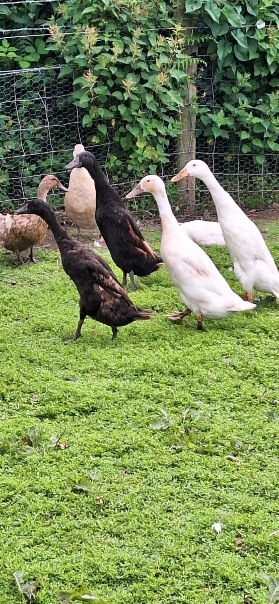 Ducks