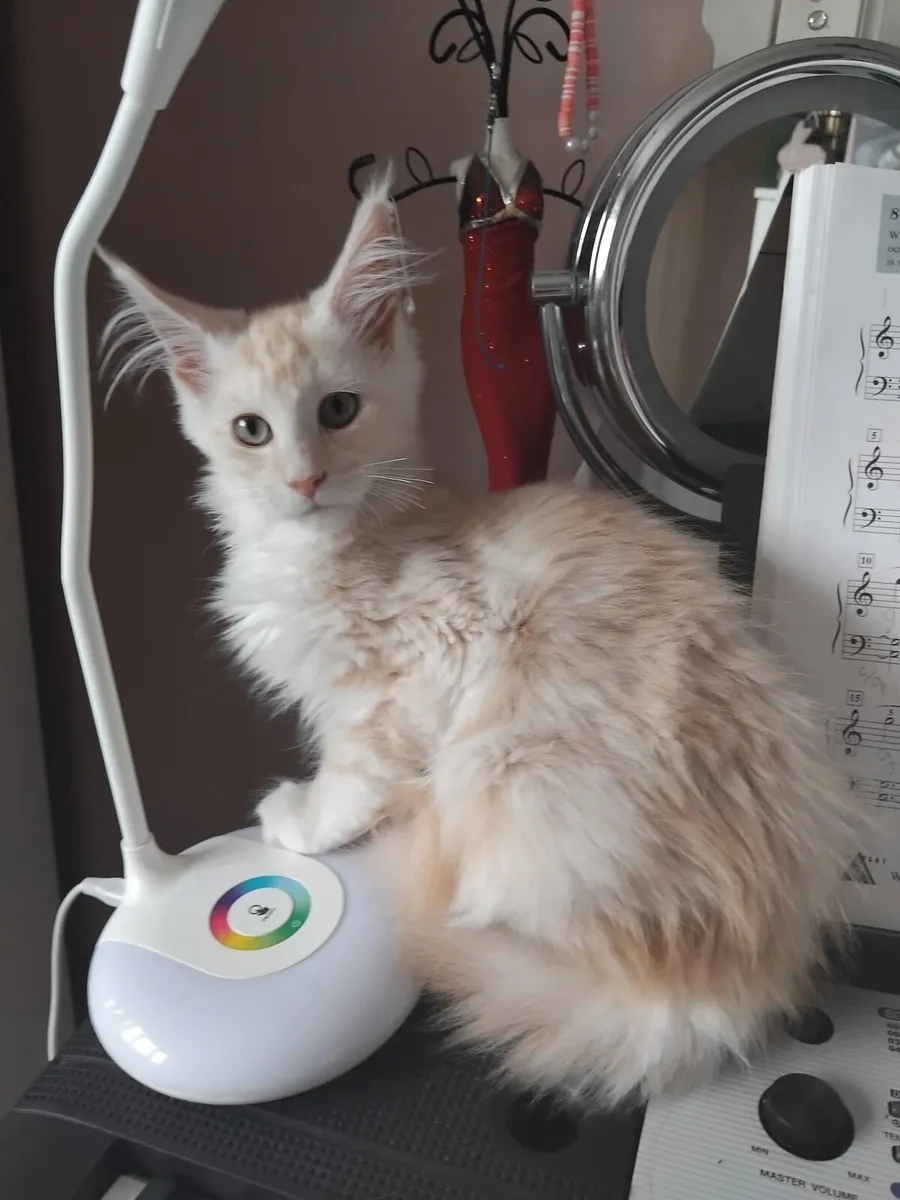 Maine coon boy available 💙 Last one! - Image 1